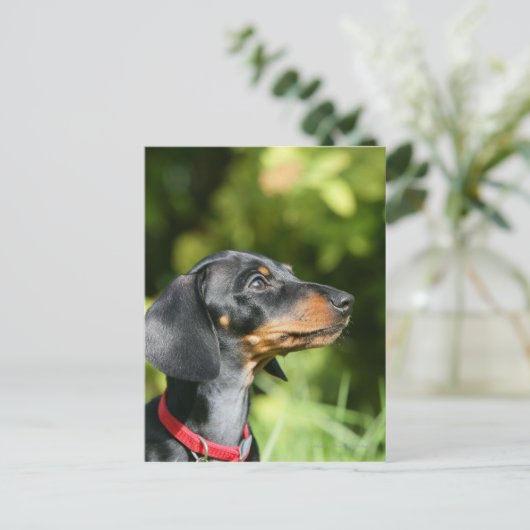 Black and Tan Miniture Dachshund 3 Briefkaart (Staand voorkant)