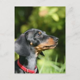 Black and Tan Miniture Dachshund 3 Briefkaart