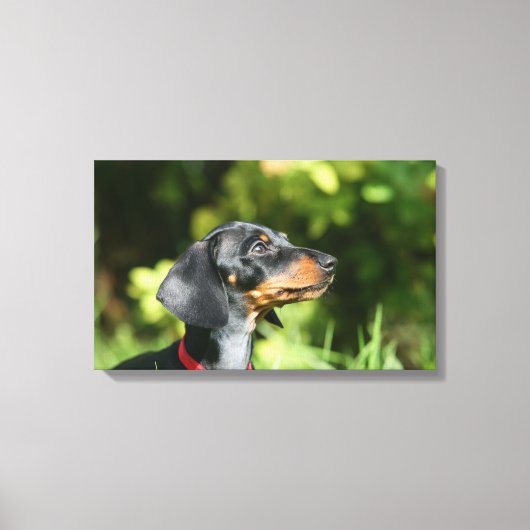 Black and Tan Miniture Dachshund 3 Canvas Afdruk (Voorkant)