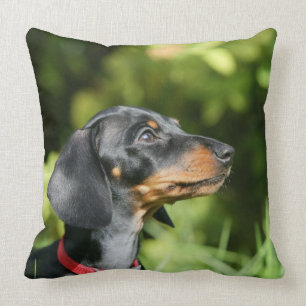 Black and Tan Miniture Dachshund 3 Kussen