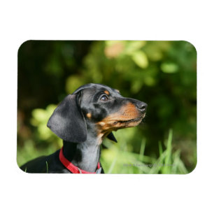 Black and Tan Miniture Dachshund 3 Magneet