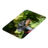 Black and Tan Miniture Dachshund 3 Magneet (Linkerzijde)