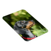 Black and Tan Miniture Dachshund 3 Magneet (Rechterzijde)