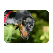 Black and Tan Miniture Dachshund 3 Magneet (Horizontaal)