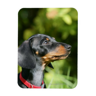Black and Tan Miniture Dachshund 3 Magneet