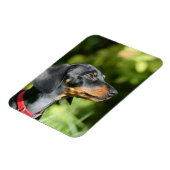 Black and Tan Miniture Dachshund 3 Magneet (Linkerzijde)