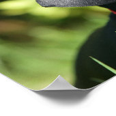 Black and Tan Miniture Dachshund 3 Poster (Hoek)