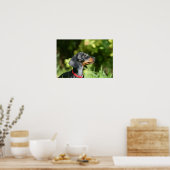 Black and Tan Miniture Dachshund 3 Poster (Keuken)