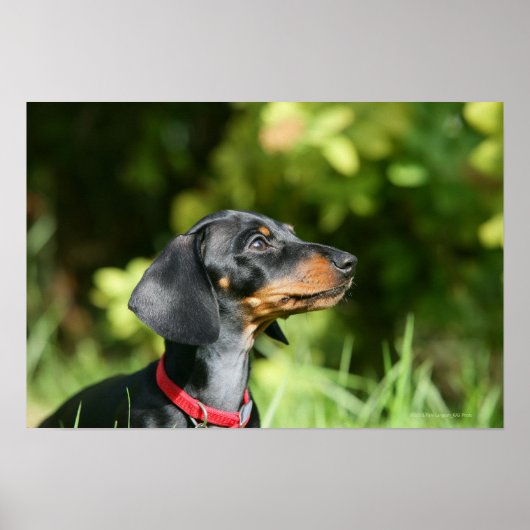 Black and Tan Miniture Dachshund 3 Poster (Voorkant)