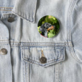 Black and Tan Miniture Dachshund 3 Ronde Button 5,7 Cm (In situ)