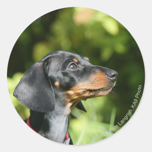 Black and Tan Miniture Dachshund 3 Ronde Sticker (Voorkant)