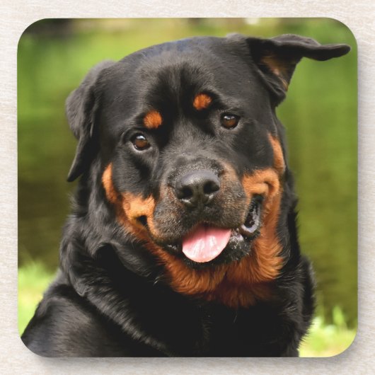 Black and Tan Rottweiler Puppy Dog Bier Onderzetter (Voorkant)