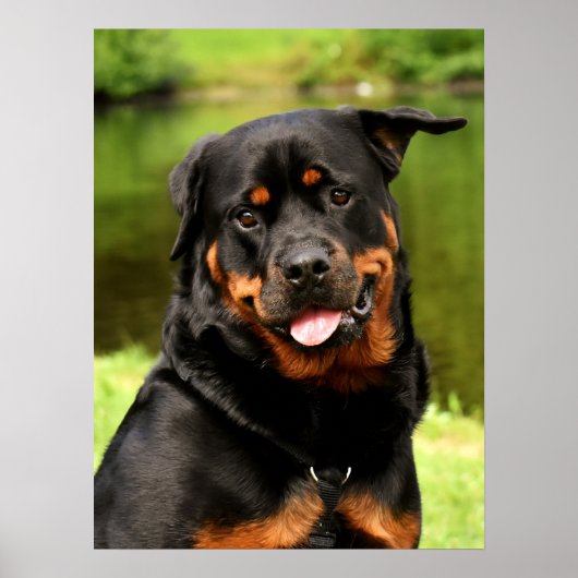 Black and Tan Rottweiler Puppy Dog Poster (Voorkant)