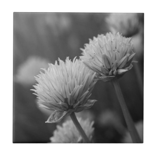 Black and White Allium Flower Photography Tegeltje (Voorkant)