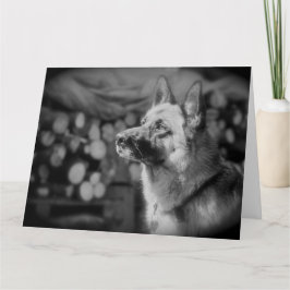 Black and White Alsatian Dog Photo Kaart