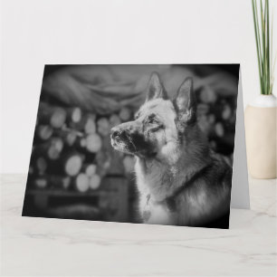 Black and White Alsatian Dog Photo Kaart