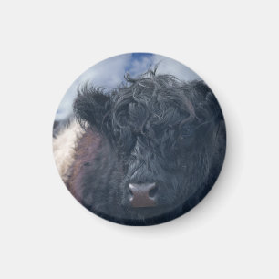 Black and White Belted Galloway Koe Close-Up Magneet