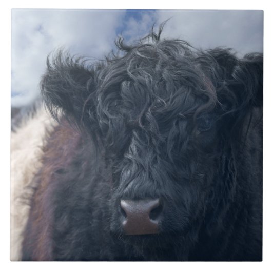 Black and White Belted Galloway Koe Close-Up Tegeltje (Voorkant)