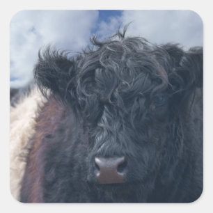 Black and White Belted Galloway Koe Close-Up Vierkante Sticker