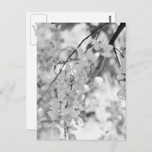 Black and White Blossom Branch Briefkaart (Voorkant / Achterkant)