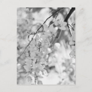 Black and White Blossom Branch Briefkaart