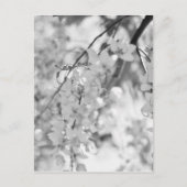Black and White Blossom Branch Briefkaart (Voorkant)