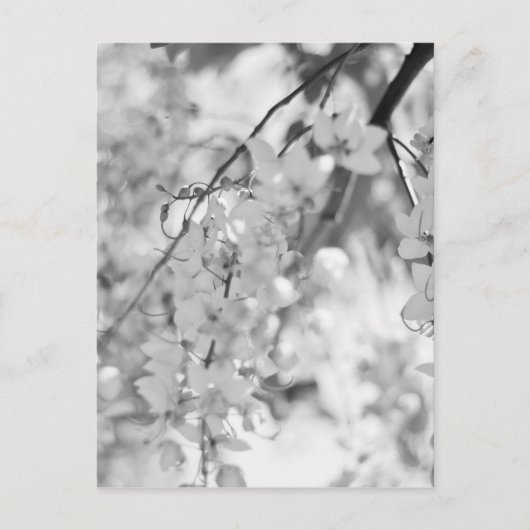 Black and White Blossom Branch Briefkaart (Voorkant)