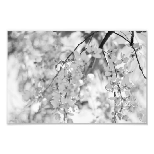 Black and White Blossom Branch Foto Afdruk (Voorkant)
