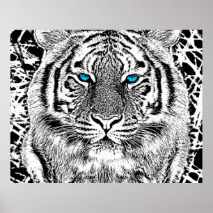 Black and White Blue Eyes Tiger Graphic Poster