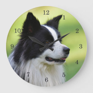 Black and White Border Collie Dog Grote Klok