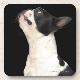 Black and white Boston Terrier kijkt op Bier Onderzetter
