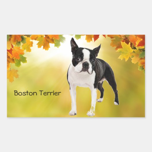 Black and White Boston Terrier Rechthoekige Sticker (Voorkant)