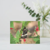 Black and White Buck Moth Briefkaart (Staand voorkant)