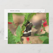 Black and White Buck Moth Briefkaart (Voorkant / Achterkant)