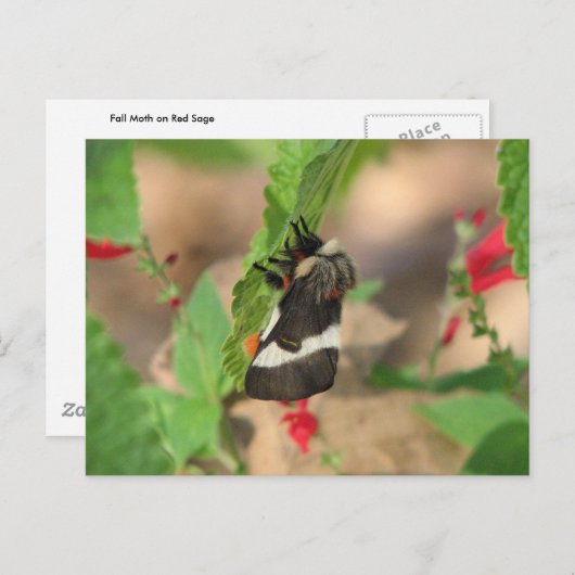 Black and White Buck Moth Briefkaart (Voorkant / Achterkant)