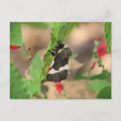 Black and White Buck Moth Briefkaart (Voorkant)
