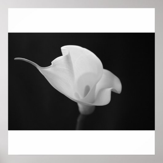Black and White Calla Lilly Poster (Voorkant)