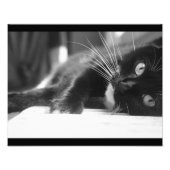 Black and White Cat Foto Afdruk (Voorkant)