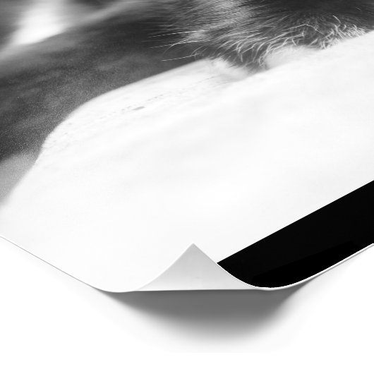 Black and White Cat Foto Afdruk (Hoek)