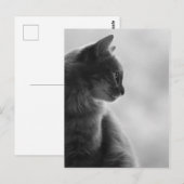 Black and White, Cat in Profile. Briefkaart (Voorkant / Achterkant)