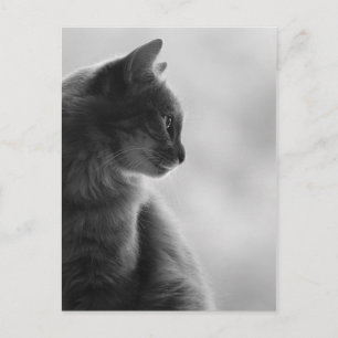 Black and White, Cat in Profile. Briefkaart