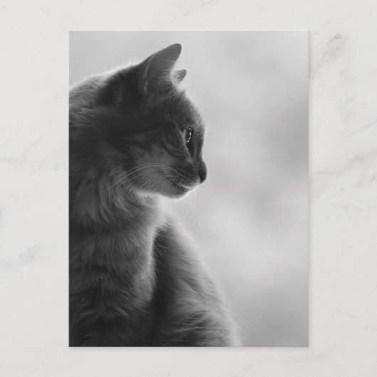 Black and White, Cat in Profile. Briefkaart (Voorkant)