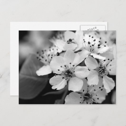 Black and White Cherry Blossom Briefkaart (Voorkant / Achterkant)