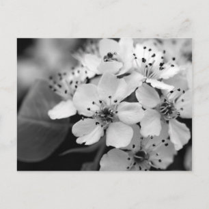 Black and White Cherry Blossom Briefkaart