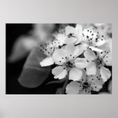 Black and White Cherry Blossom Poster (Voorkant)