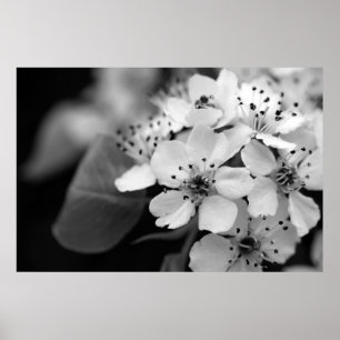 Black and White Cherry Blossom Poster