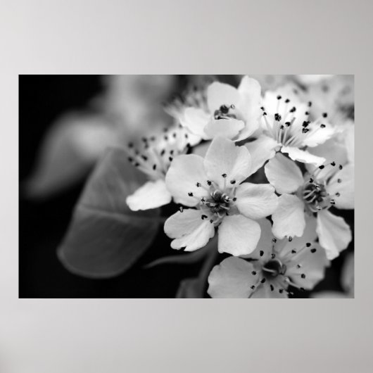 Black and White Cherry Blossom Poster (Voorkant)