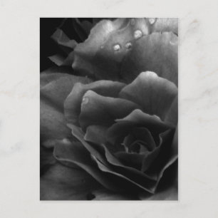 Black and White Close Up of a Double Begonia Briefkaart