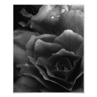 Black and White Close Up of a Double Begonia Foto Afdruk