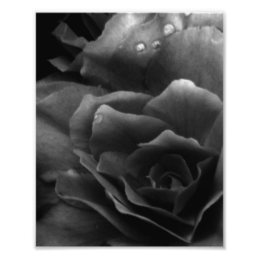 Black and White Close Up of a Double Begonia Foto Afdruk (Voorkant)